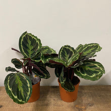 Load image into Gallery viewer, Calathea Medallion, 14cm Pot
