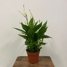 Load image into Gallery viewer, Spathiphyllum - Peace Lily, 12cm Pot
