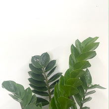 Load image into Gallery viewer, ZZ plant - Zamioculcas Zamiifolia, 21cm Pot
