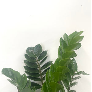ZZ plant - Zamioculcas Zamiifolia, 21cm Pot