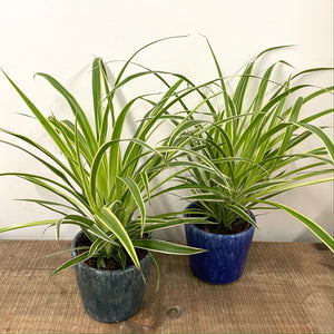 Chlorophytum - Spider Plant, 12cm Pot