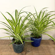 Chlorophytum Comosum - Spider Plant, 12cm Pot