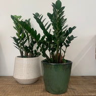 Zamioculcas zamiifolia - Raven ZZ Plant, 17cm Pot