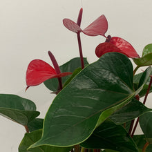 Load image into Gallery viewer, Anthurium - Flamingo Flower ‘Red’, 12cm Pot
