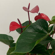 Anthurium - Flamingo Flower ‘Red’, 14cm Pot