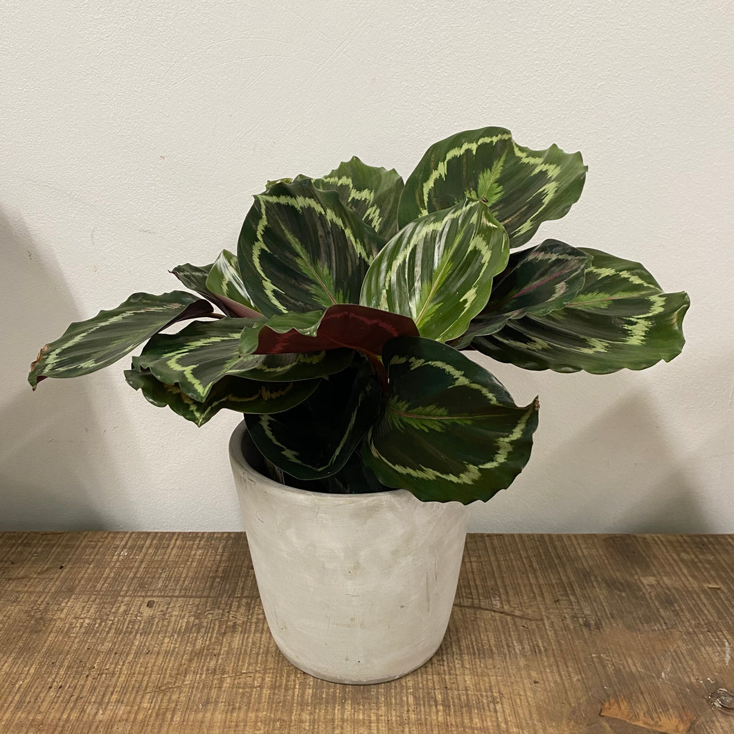 Calathea Medallion, 14cm Pot