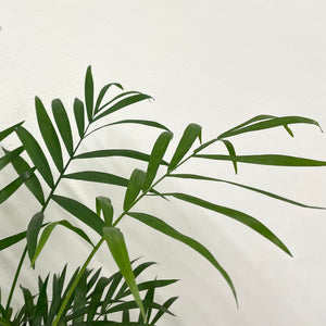 Chamaedorea elegans - Parlour Palm, 9cm Pot
