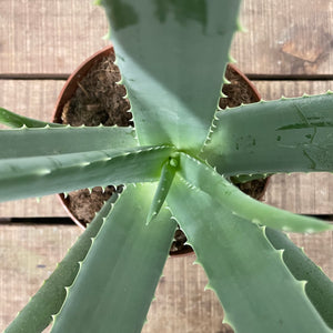 Aloe Vera, 14cm Pot