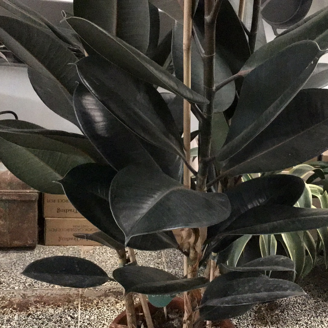Ficus Abidjan - Rubber Plant - 17cm pot