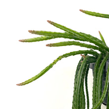 Load image into Gallery viewer, Aporacactus Melanie - Rat Tail Cactus, 14cm Pot
