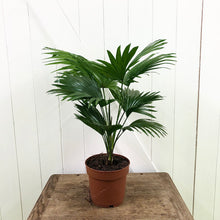 Load image into Gallery viewer, Livistona Rotundifolia - Fan Palm, 14cm Pot
