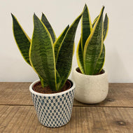 Sansevieria futura superba - Snake Plant, 12cm Pot