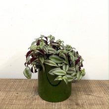 Load image into Gallery viewer, Tradescantia Zebrina ‘Violet Hill’, 12cm Pot
