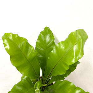 Asplenium Nidus - Bird's Nest Fern, 12cm Pot