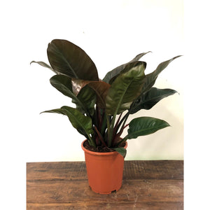 Philodendron Imperial Red, 27cm Pot