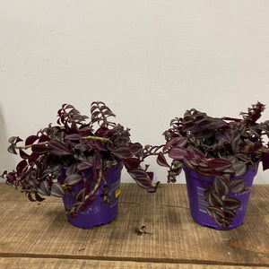 Tradescantia Zebrina ‘Purpusii’, 10cm Pot