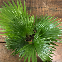 Load image into Gallery viewer, Livistona Rotundifolia - Fan Palm, 14cm Pot
