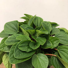 Load image into Gallery viewer, Peperomia Rana Verde, 17cm Pot
