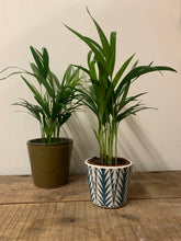 Load image into Gallery viewer, Dypsis Lutescens - Areca Palm, 12cm Pot
