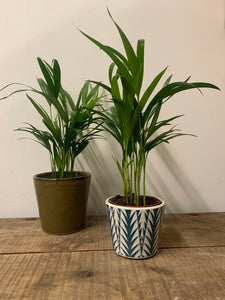 Dypsis Lutescens - Areca Palm, 12cm Pot