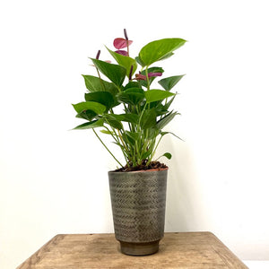Anthurium - Flamingo Flower ‘Baby Purple’, 14cm Pot