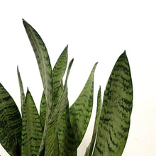 Load image into Gallery viewer, Sansevieria Zeylanica - Snake Plant, 12cm Pot
