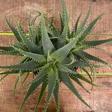 Load image into Gallery viewer, Aloe Arborescens, 32cm Pot
