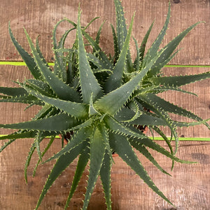 Aloe Arborescens, 32cm Pot