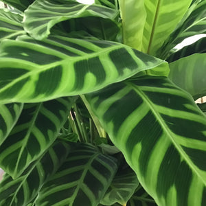 Calathea Zebrina, 19cm pot