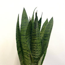 Load image into Gallery viewer, Sansevieria Zeylanica - Snake Plant, 14cm Pot
