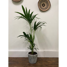 Load image into Gallery viewer, Howea Forsteriana - Kentia Palm, 19cm Pot
