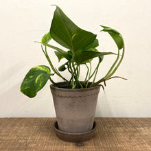 Load image into Gallery viewer, Epipremnum Aureum - Golden Pothos, 12cm Pot
