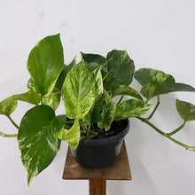 Load image into Gallery viewer, Epipremnum Marble Queen, 15cm Hanging Pot
