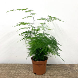 Asparagus Setaceus - Asparagus Fern, 12cm Pot