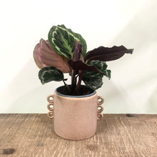 Load image into Gallery viewer, Calathea Medallion, 12cm Pot
