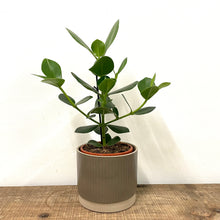 Load image into Gallery viewer, Clusia Rosea Princess - Autograph Tree, 17cm Pot
