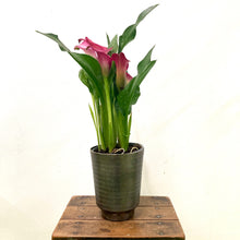 Load image into Gallery viewer, Zantedeschia Zazu - Calla Lily, 13cm Pot
