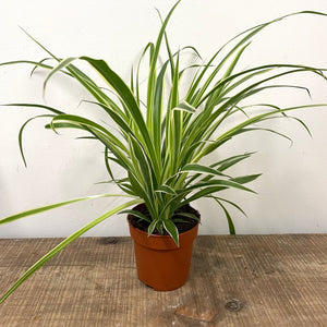 Chlorophytum - Spider Plant, 12cm Pot