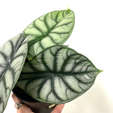 Load image into Gallery viewer, Alocasia badinga - Silver Dragon, 12cm Pot
