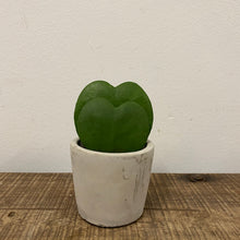 Load image into Gallery viewer, Hoya kerrii, 6cm Pot
