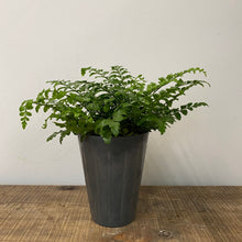 Load image into Gallery viewer, Asplenium Parvati - Mother Fern, 12cm Pot
