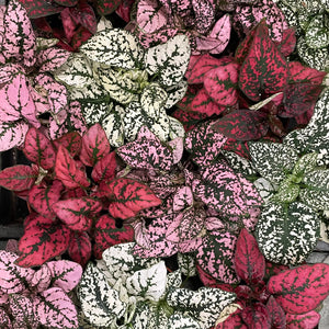 Hypoestes - Polka Dot Plant, 8cm Pot