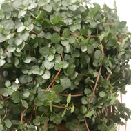 Pilea Glaucophylla, 10cm pot