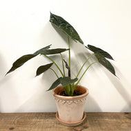 Alocasia Wentii - Elephant Ears, 19cm Pot