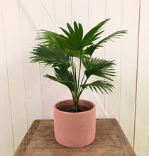 Load image into Gallery viewer, Livistona Rotundifolia - Fan Palm, 14cm Pot
