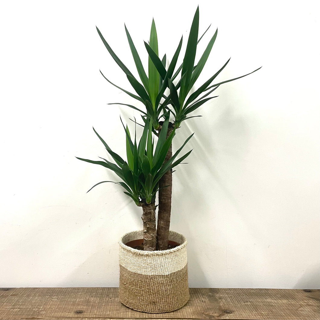 Yucca, 24cm Pot