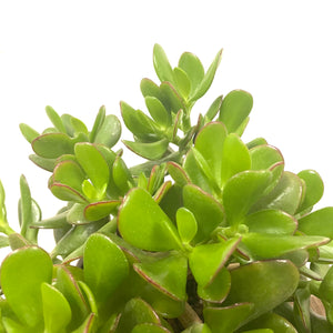 Crassula Ovata - Jade Plant, 17cm Pot