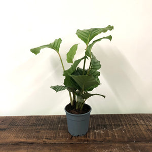 Calathea Orbifolia, 11cm pot