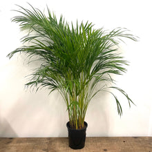 Load image into Gallery viewer, Dypsis Lutescens - Areca Palm, 24cm Pot

