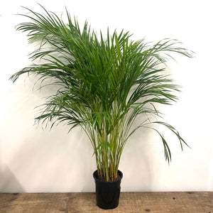 Dypsis Lutescens - Areca Palm, 24cm Pot